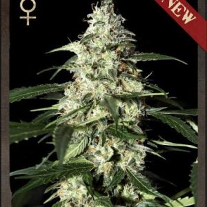 Skunk Auto Feminised Seeds - 5