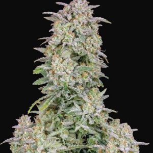 Forbidden Runtz Auto Feminised Seeds - 2