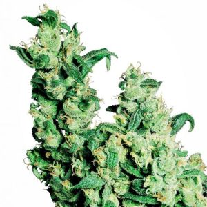 Jack Herer Feminised Seeds - 5