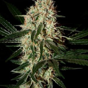 Arjan's Haze #3 - 5