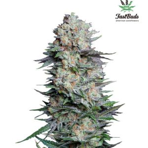Mexican Airlines Auto Feminised Seeds - 2