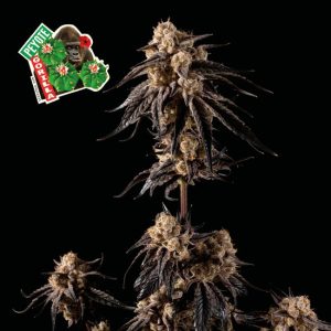 Peyote Gorilla Feminised Seeds - 50