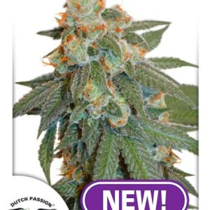 Orange Bud Auto Feminised Seeds - 7