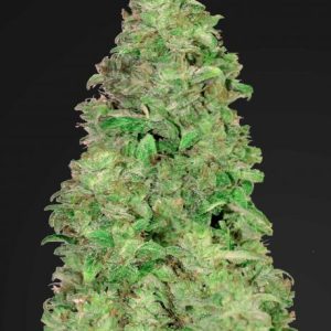 CBD 20:1 Auto Feminised Seeds - 2