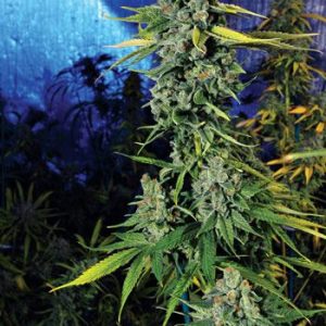 Blue Dream Haze Feminised Seeds - 6