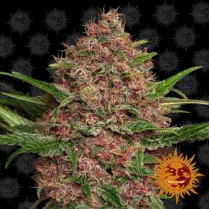 Purple Punch Auto Feminised Seeds - 3