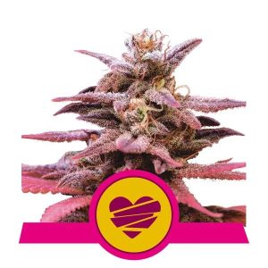 Wedding Crasher Feminised Seeds - 5