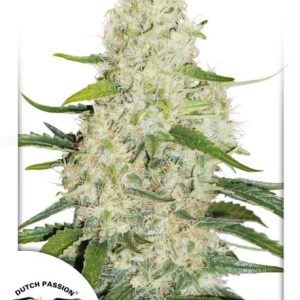 Think Big Auto Feminised Seeds - 7