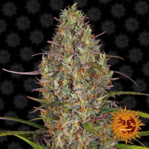 Glue Gelato Auto Feminised Seeds - 5