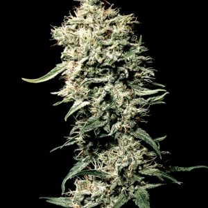 White Rhino Feminised Seeds - 3