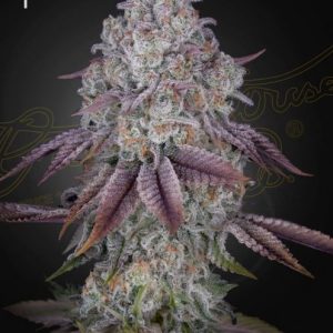Persian Pie Feminised Seeds - 5