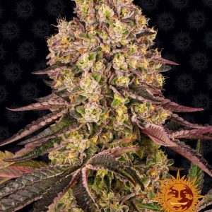 Runtz Muffin Feminised Seeds - 5