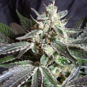 Black Jack F1 FAST Version Feminised Seeds - 5