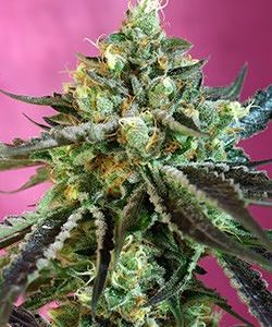 Sweet Nurse CBD Auto Feminised Seeds - 5