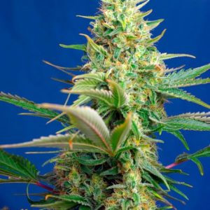 Sweet Pure CBD Auto Feminised Seeds - 5