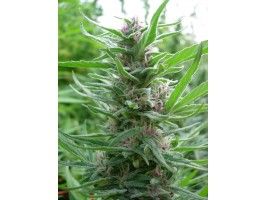 Panama Feminised Seeds - 5