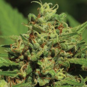Emerald Fire OG Feminised Seeds - 5