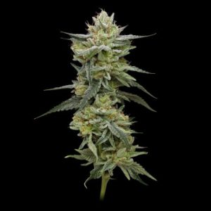 Hella Jelly (formerly Jelly Rancher) Feminised Seeds - 5