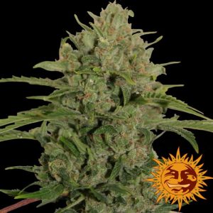 Triple Cheese Feminised Seeds - 1