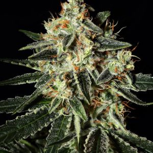 Cheese Feminised Seeds - 5
