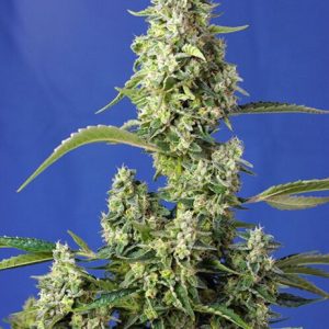 Gorilla Girl XL Auto Feminised Seeds - 25