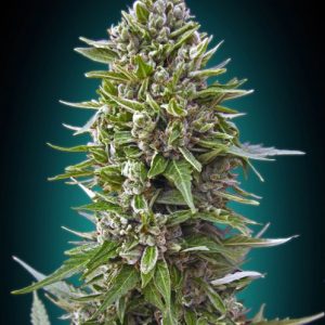 Northern Lights Feminised Seeds - 5