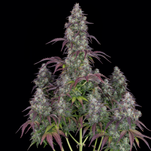 Lemon Pie Auto Feminised Seeds - 2