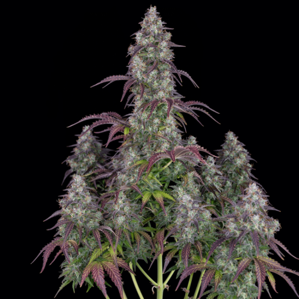 Lemon Pie Auto Feminised Seeds - 2