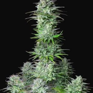 Kosher Cake Auto Feminised Seeds - 2