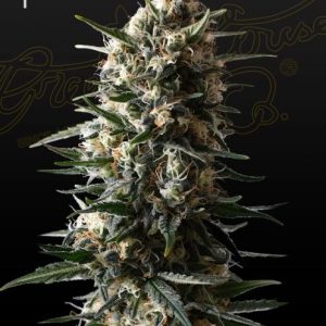 Bubba Slush Feminised Seeds - 5