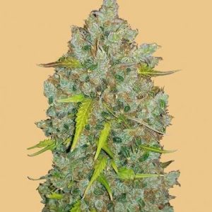 Original BubbleGum Auto Feminised Seeds - 2