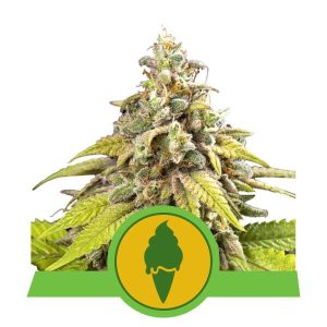 Green Gelato Auto Feminised Seeds - 5