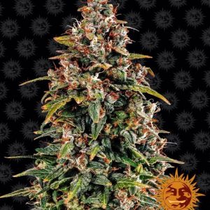 Watermelon Zkittlez Auto Feminised Seeds - 5