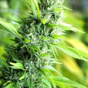 Banana Sapphire Feminised Seeds - 5