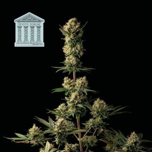 Peyote Forum Feminised Seeds - 5