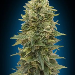 Afghan Mass Auto Feminised Seeds - 5