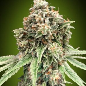 Sweet Critical FAST Feminised Seeds - 5