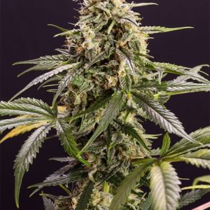 Chem-Bomb Auto Feminised Seeds - 5