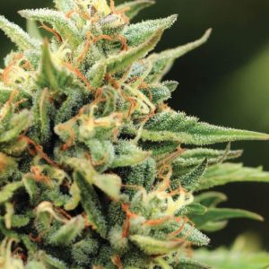 Cali Sour Diesel Feminised Seeds - 5