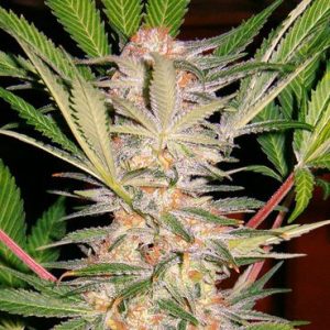 S.A.D. Sweet Afghani Delicious S1 Feminised Seeds - 5
