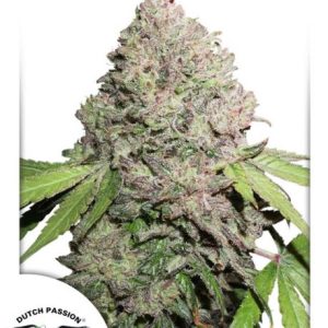 Charlotte's Angel CBD Feminised Seeds - 5