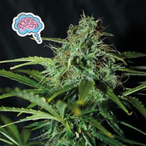Amnesia Regular Seeds - 10