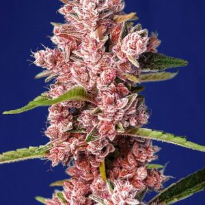 Tropicanna Poison F1 FAST Feminised Seeds - 5