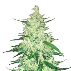 CBD 1:1  Auto Feminised Seeds (formerly Crack CBD Auto) - 2