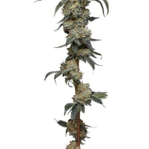 Farmer's Daughter Feminised Seeds - 5