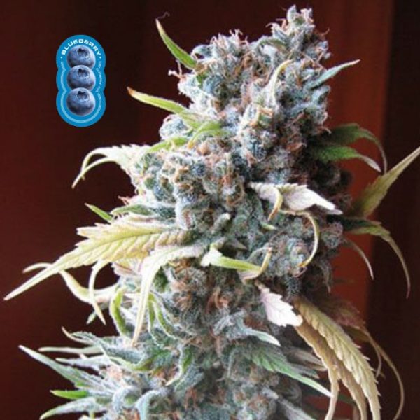 Blueberry Feminised Seeds - 5