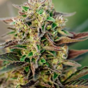 TriCross Auto Feminised Seeds - 5