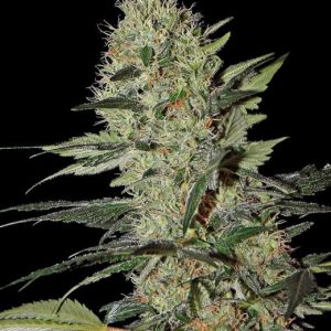 Exodus Cheese Auto Feminised Seeds - 5