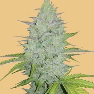 Original Cheese Auto Feminised Seeds - 2