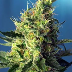 Sweet Pure CBD Feminised Seeds - 5